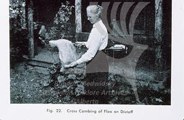 Cross combing of flax on distaff