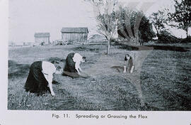 Spreading or grassing the flax